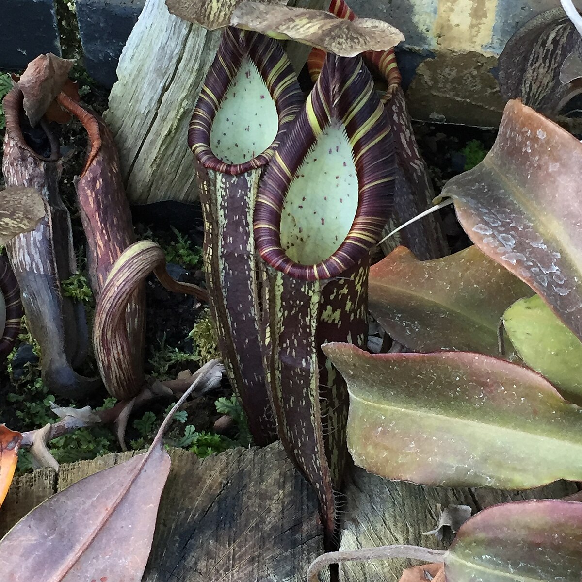 Nepenthes lavicola