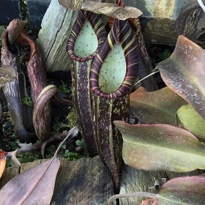 Nepenthes lavicola