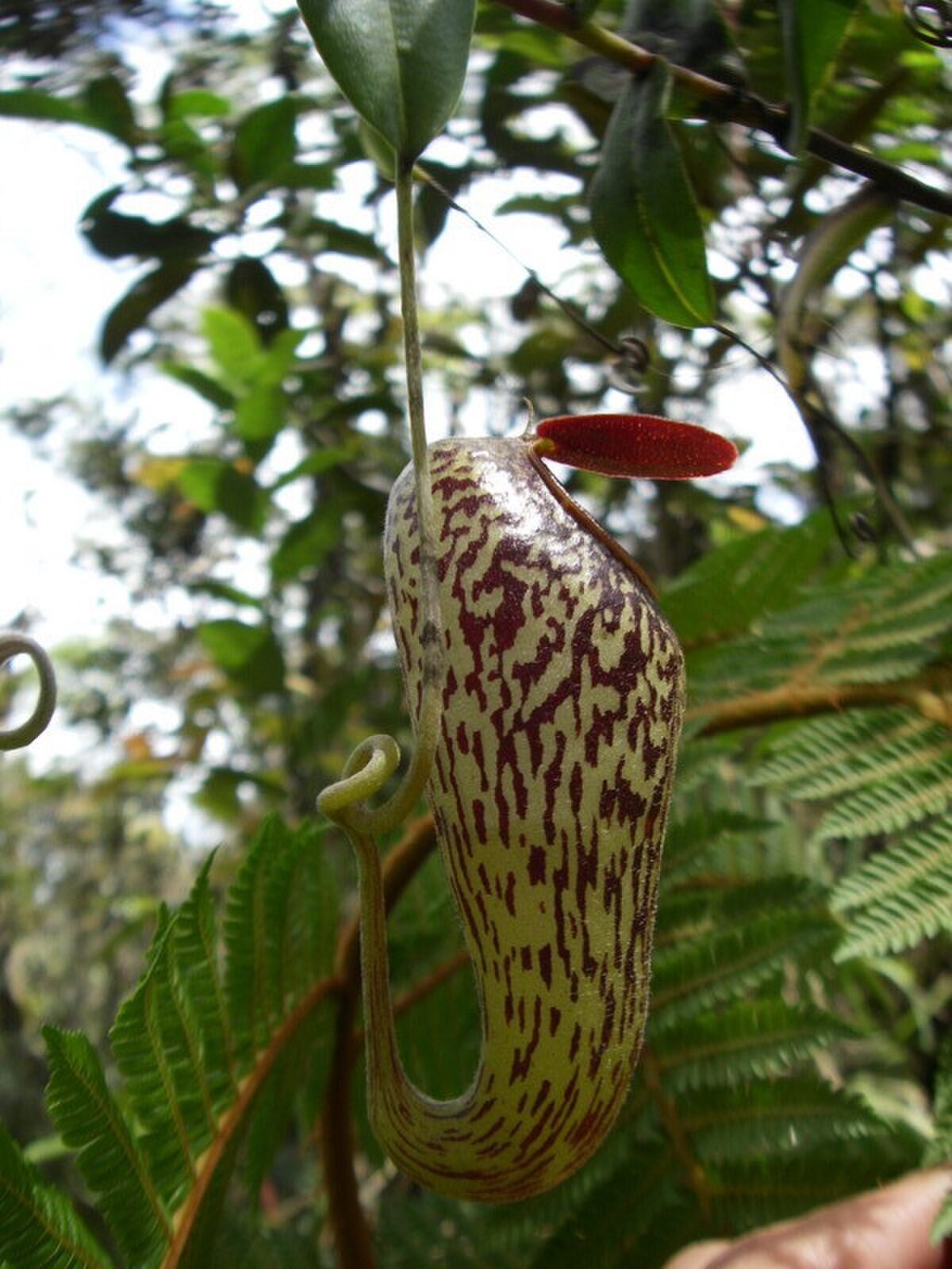 Nepenthes Aristolochioides