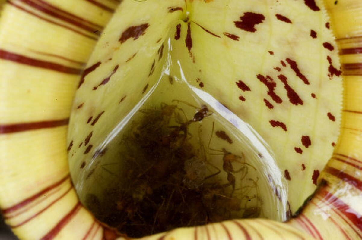 Nepenthes infauna
