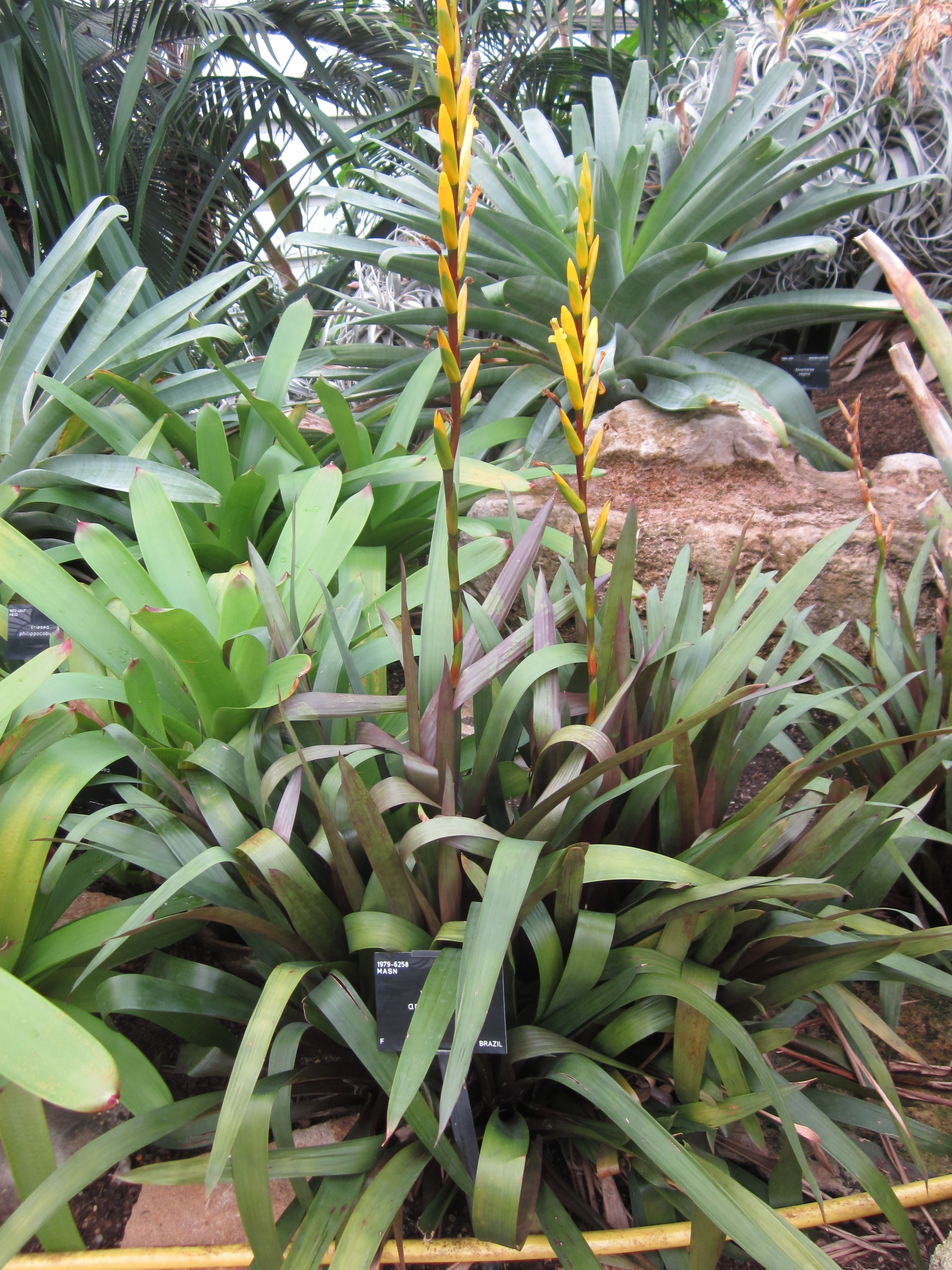 Vriesea