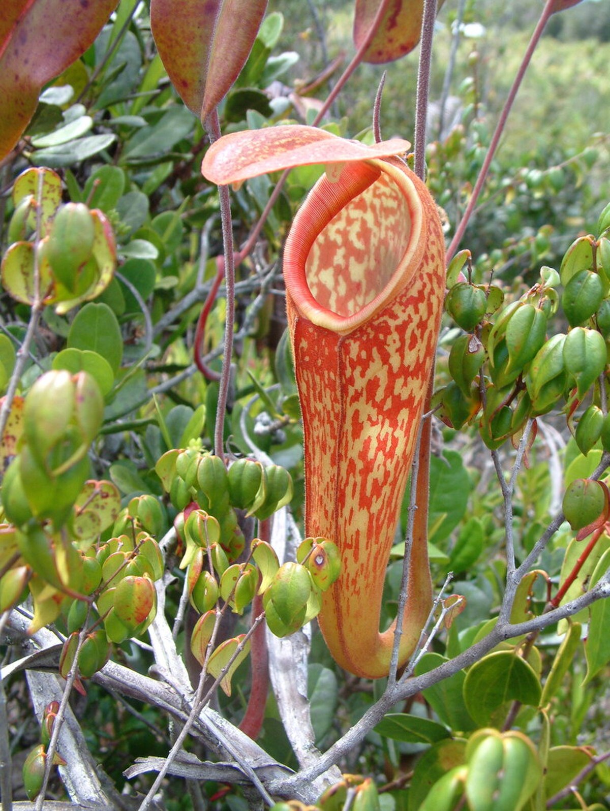 Nepenthes Klossii