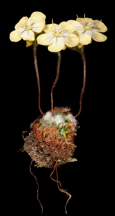 Drosera citrina