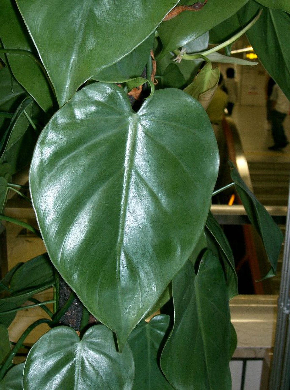 Philodendron hederaceum