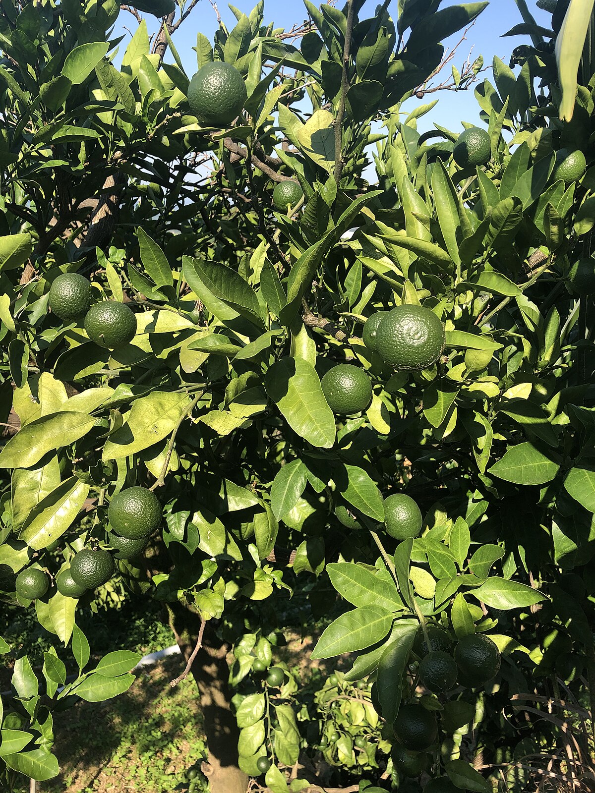 Citrus aurantiifolia
