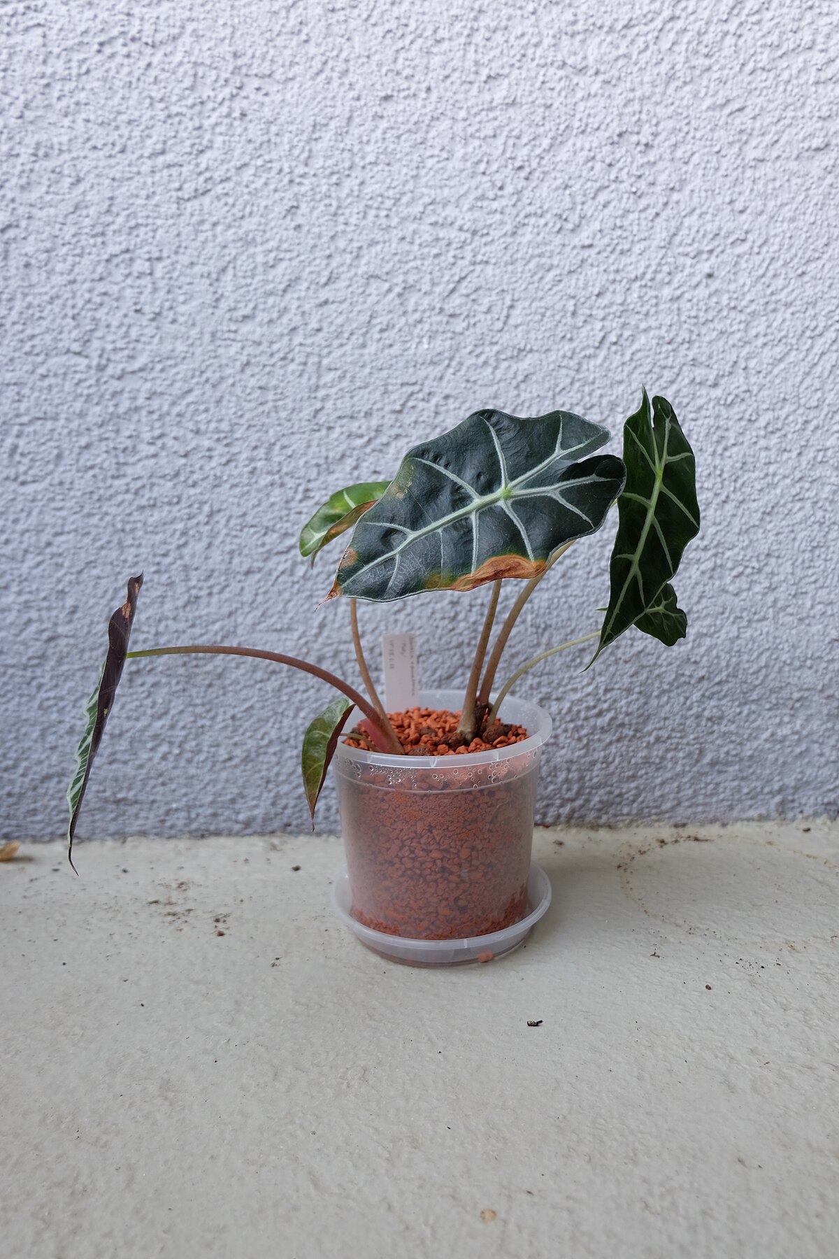 Alocasia amazonica