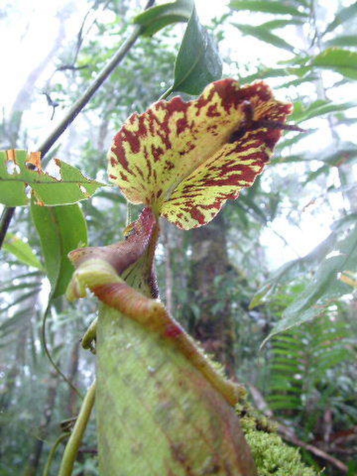 Nepenthes naga