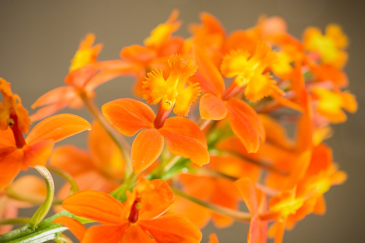 Epidendrum radicans