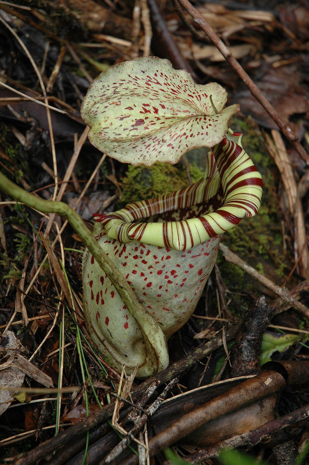Nepenthes Burbidgeae