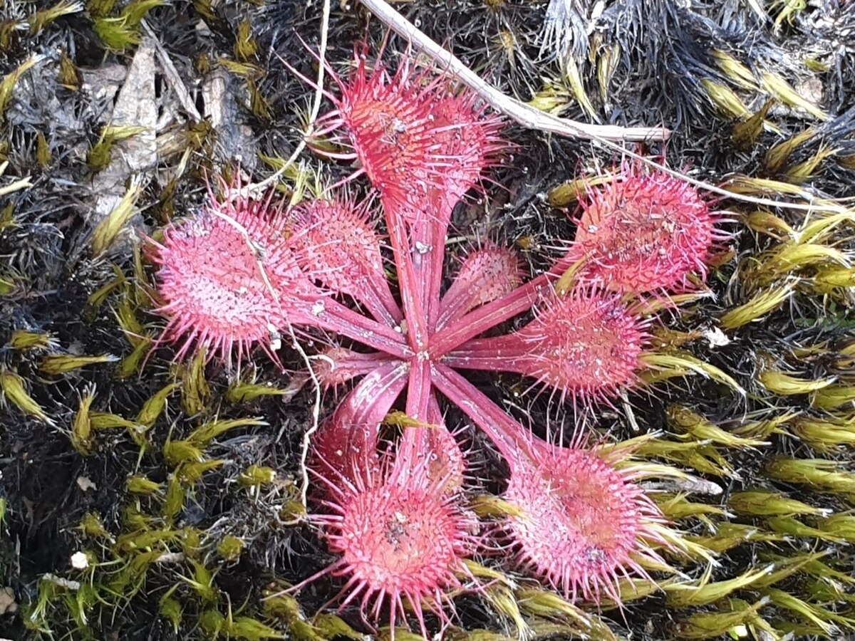 Drosera schmutzii