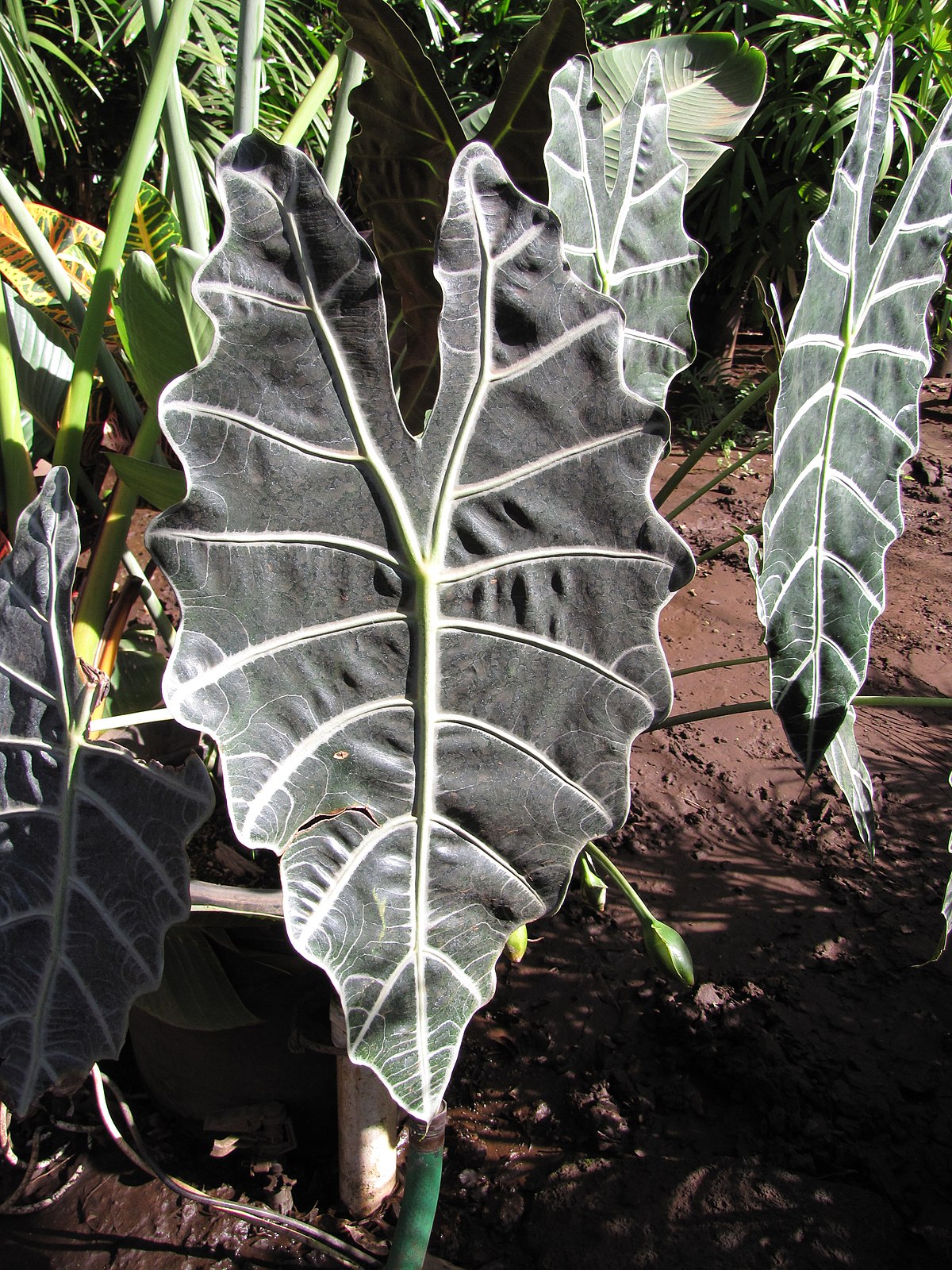 Alocasia amazonica