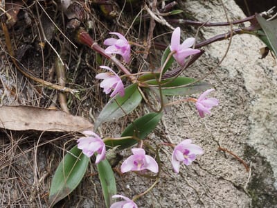 Dendrobium kingianum
