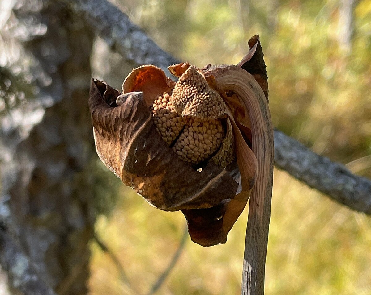 Sarracenia purpurea