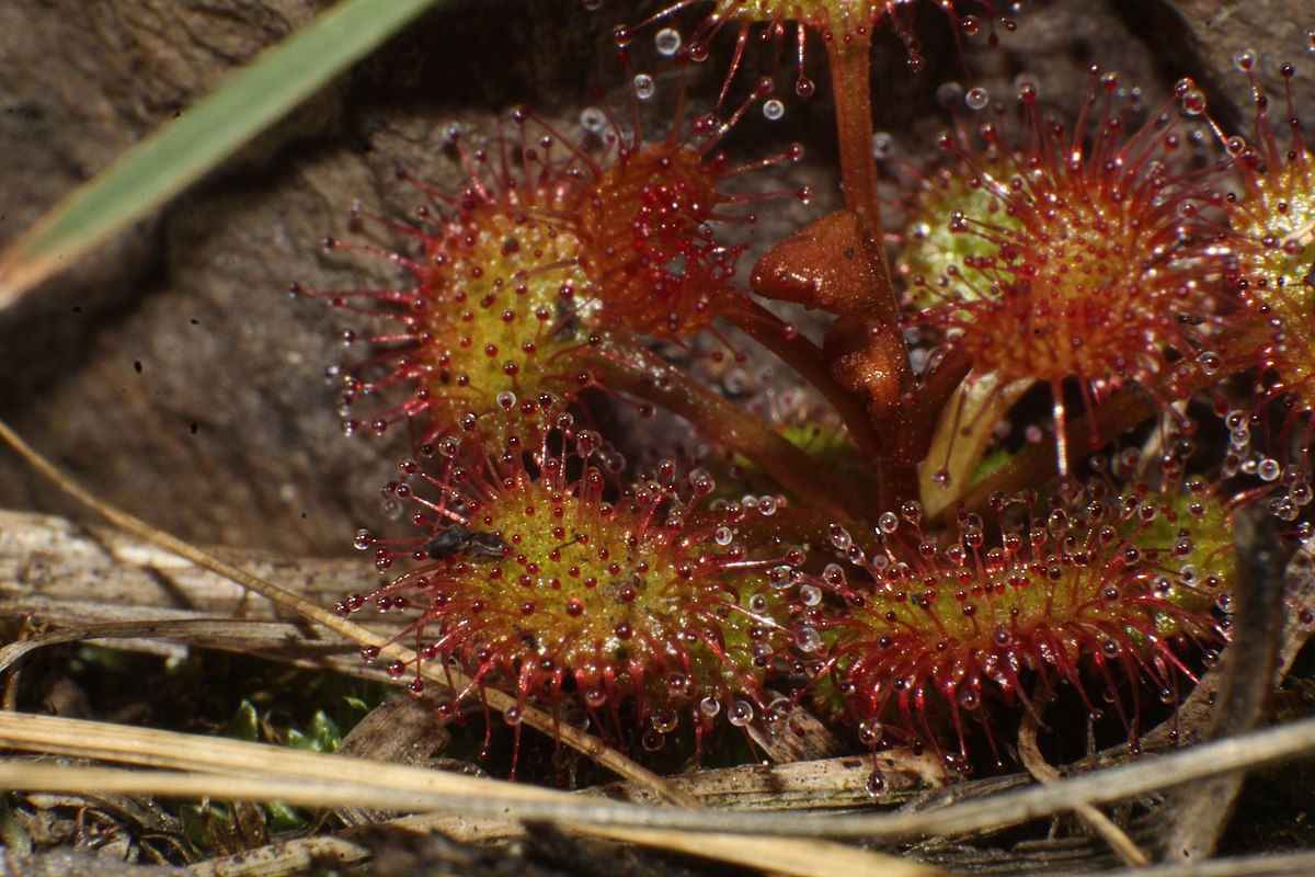 Drosera monticola
