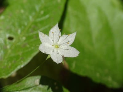 Lysimachia