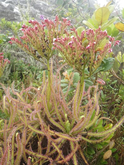 Drosera magnifica