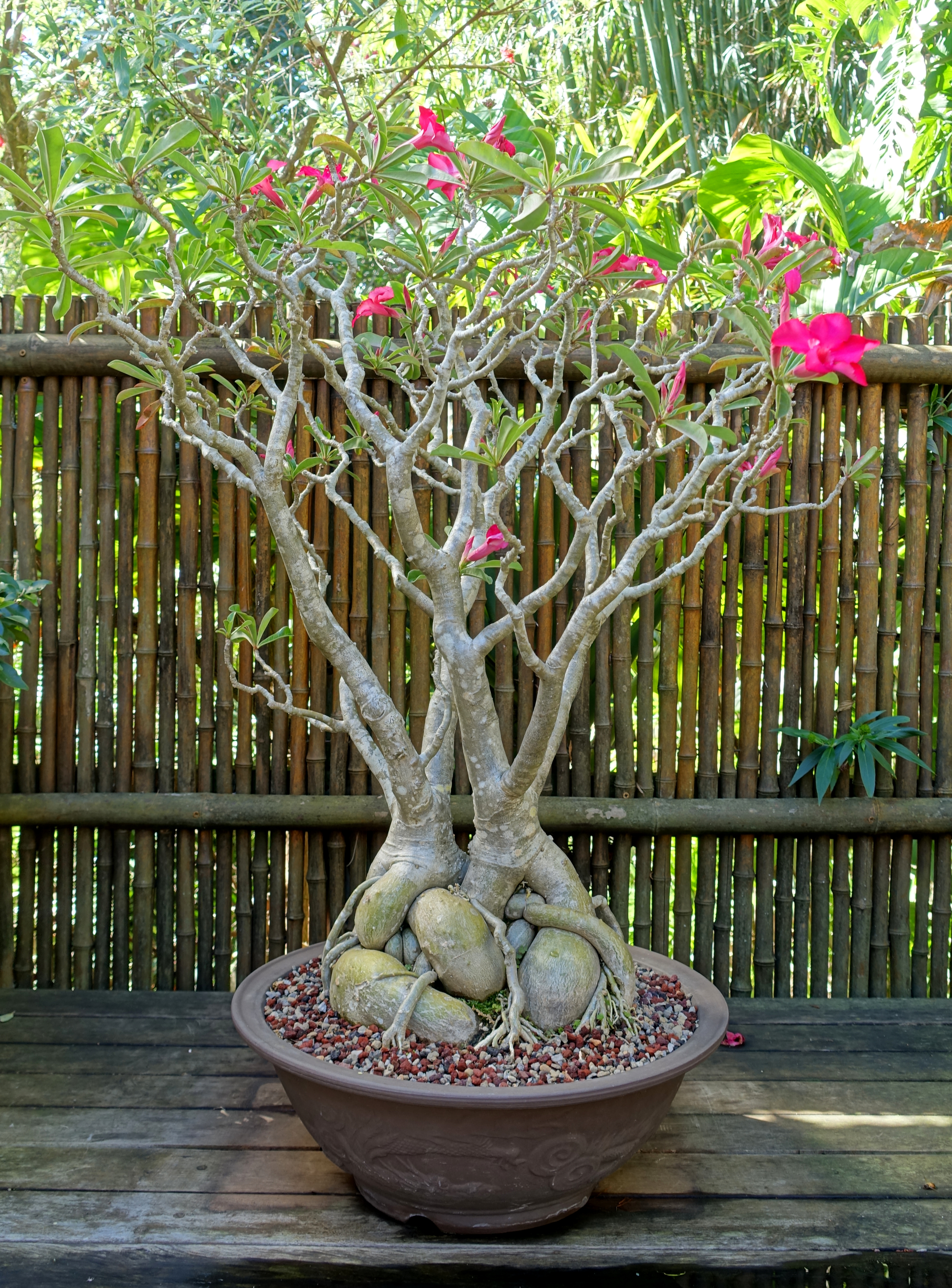 Adenium (Desert Rose)