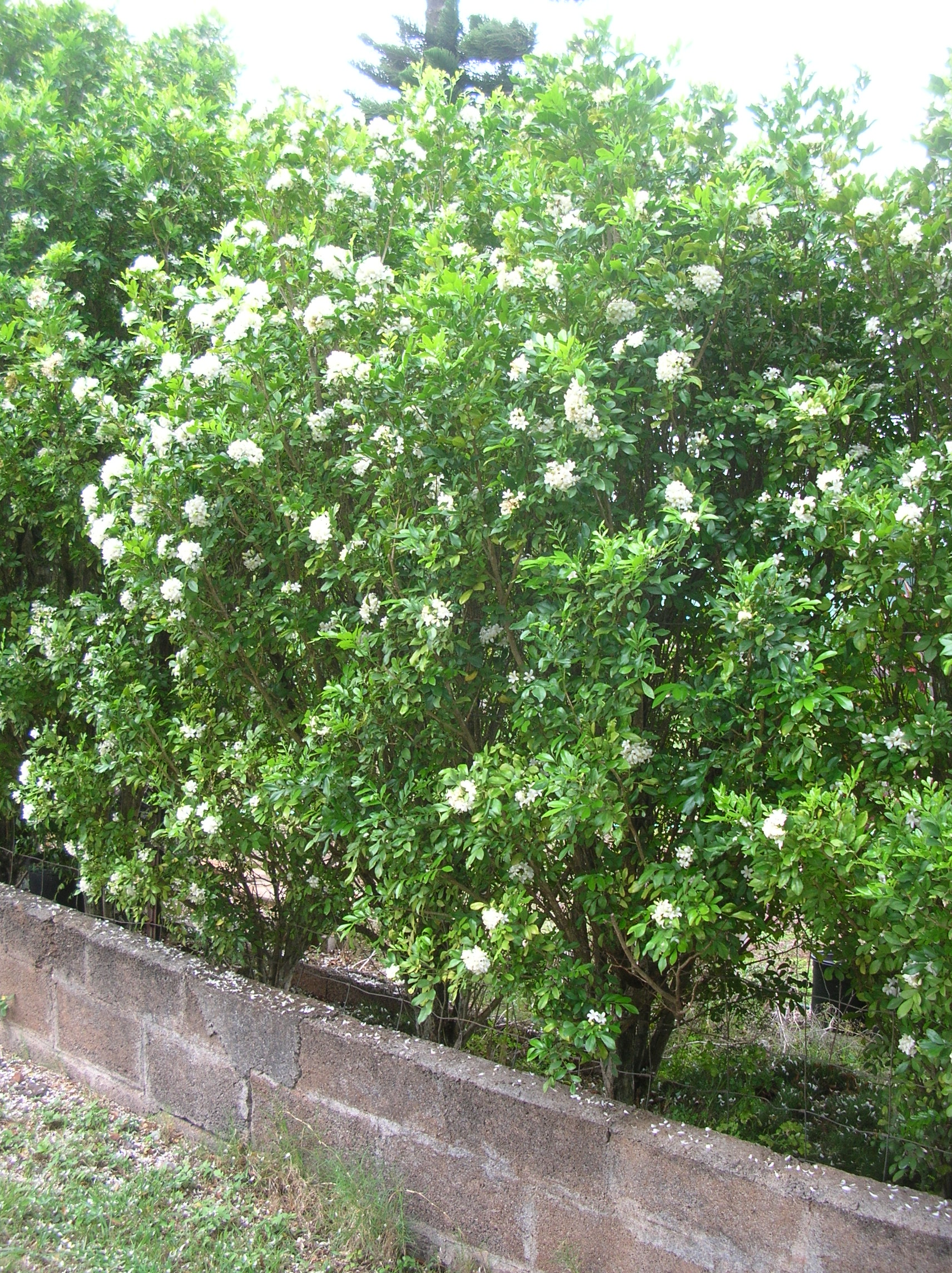Murraya paniculata