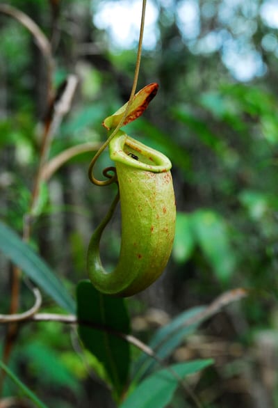 Nepenthes surigaoensis