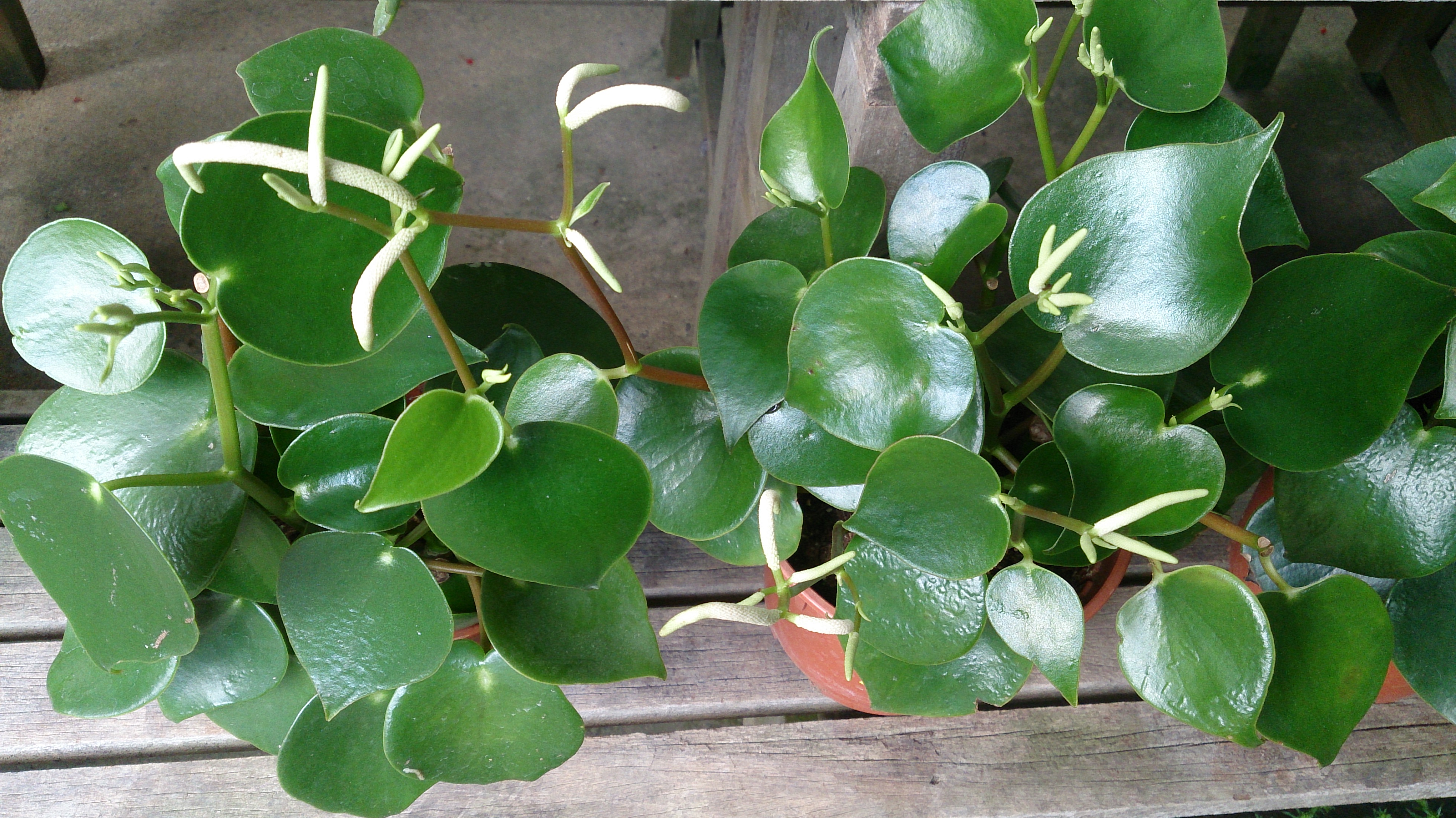 Peperomia polybotrya
