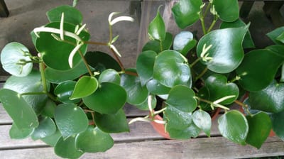 Peperomia polybotrya