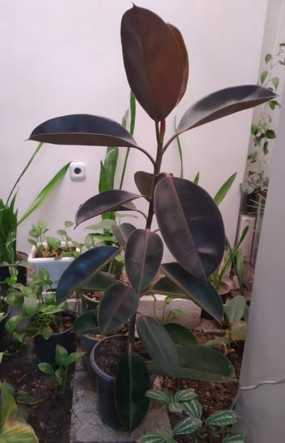 Ficus elastica 'Burgundy'