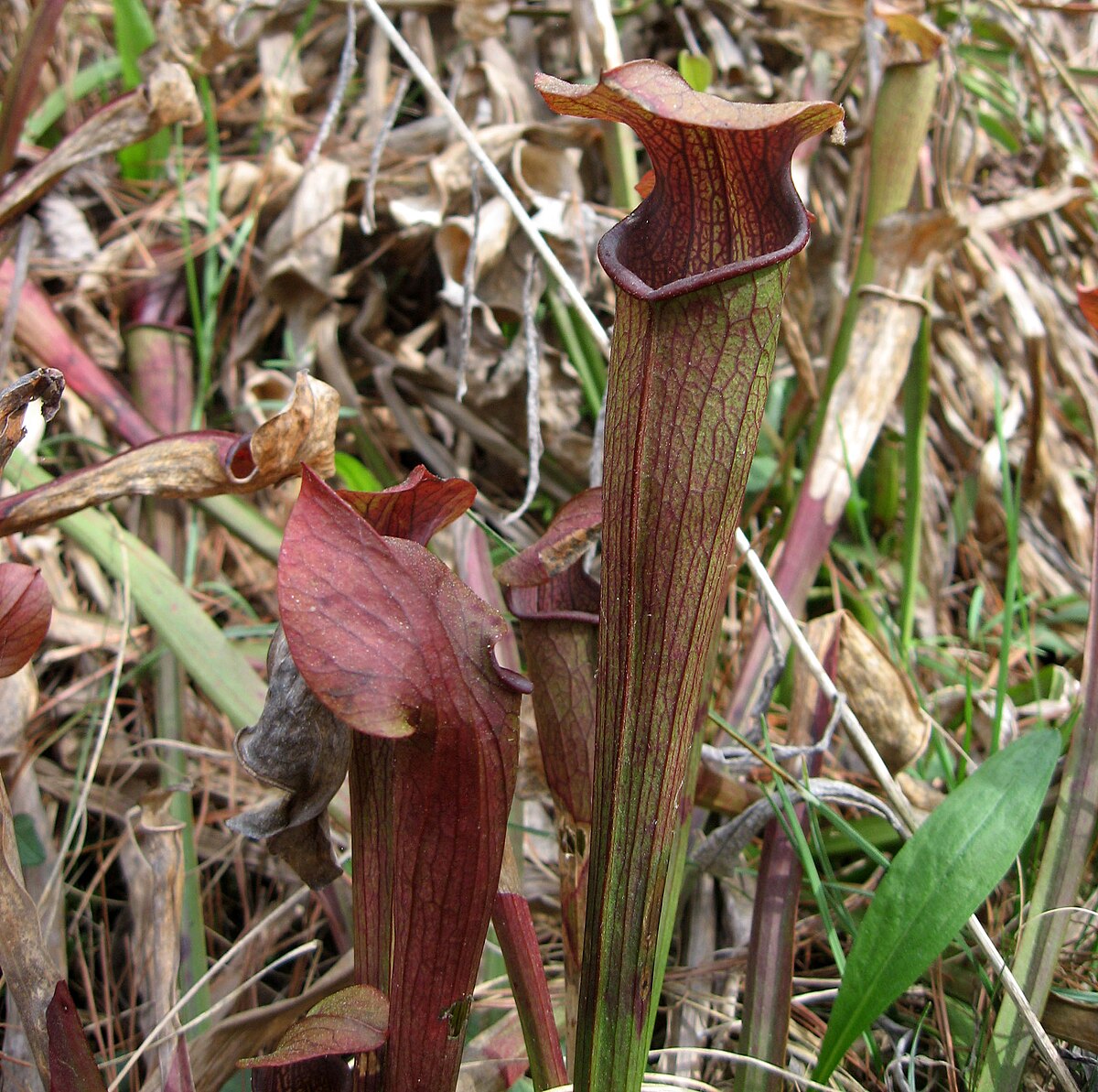 Sarracenia jonesii