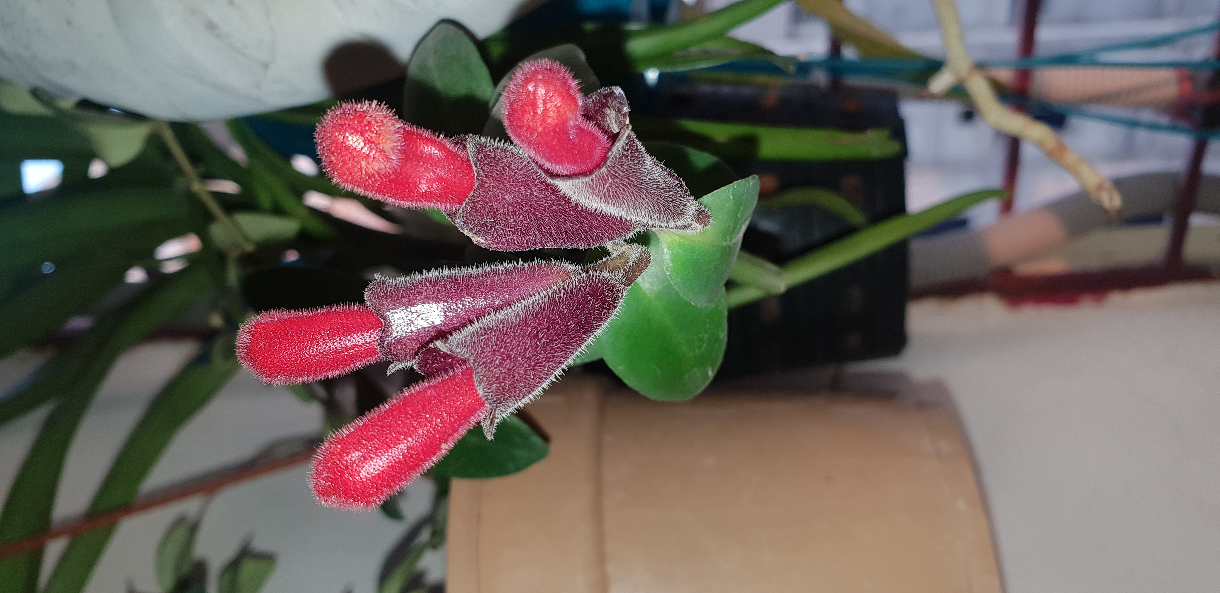 Aeschynanthus japhrolepsis
