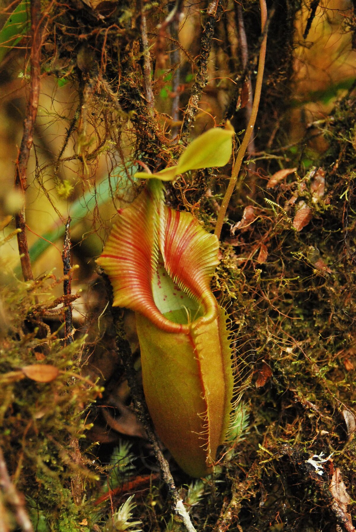 Nepenthes ovata (pictured) was for a long time confused with the closely related N. bongso