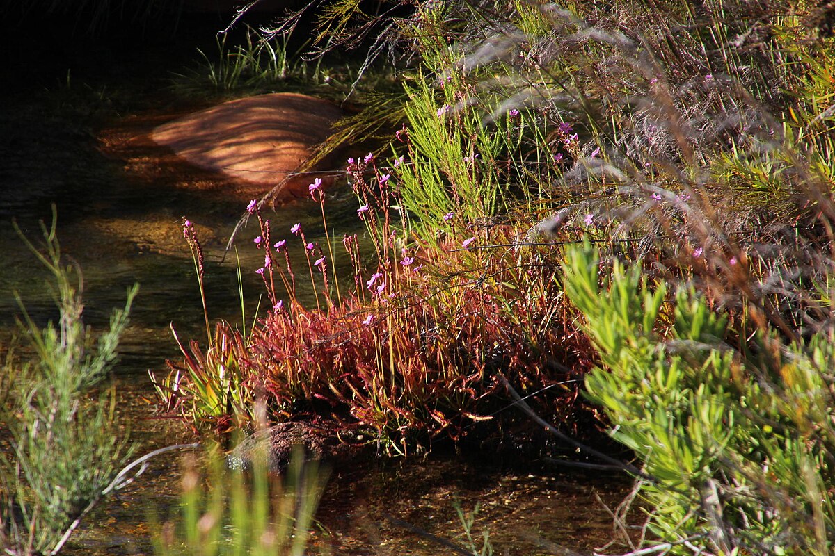 Drosera capensis