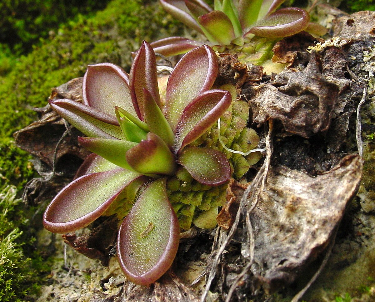 Pinguicula moranensis