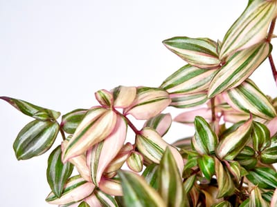 Tradescantia zebrina