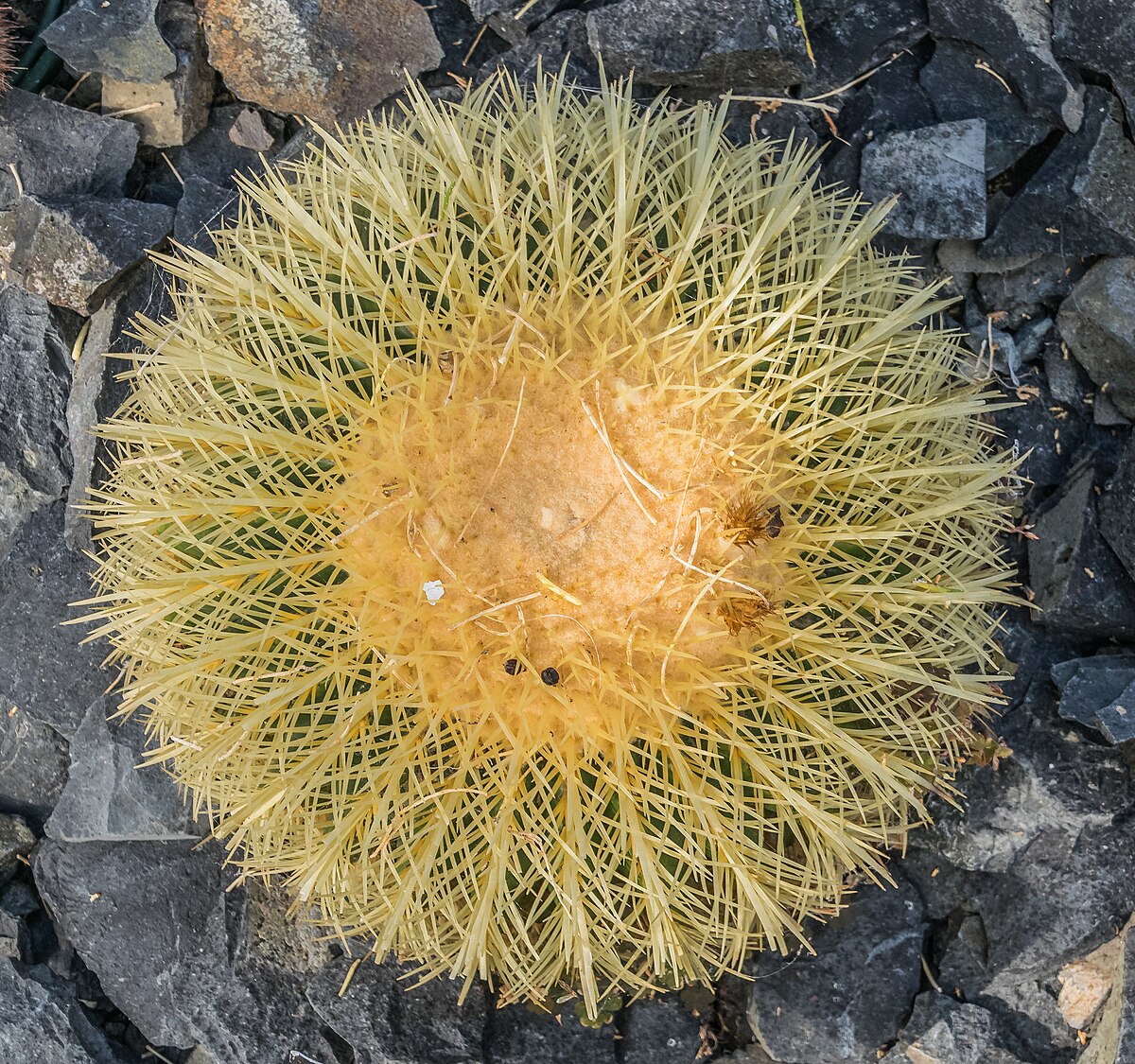 Echinocactus grusonii