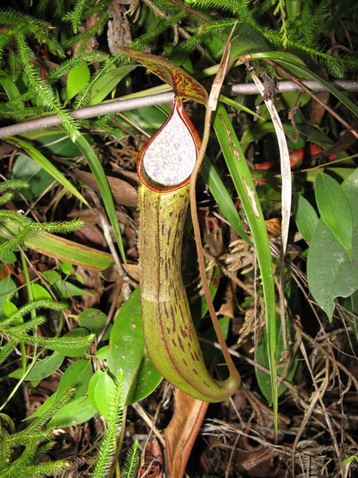 Nepenthes Reinwardtiana