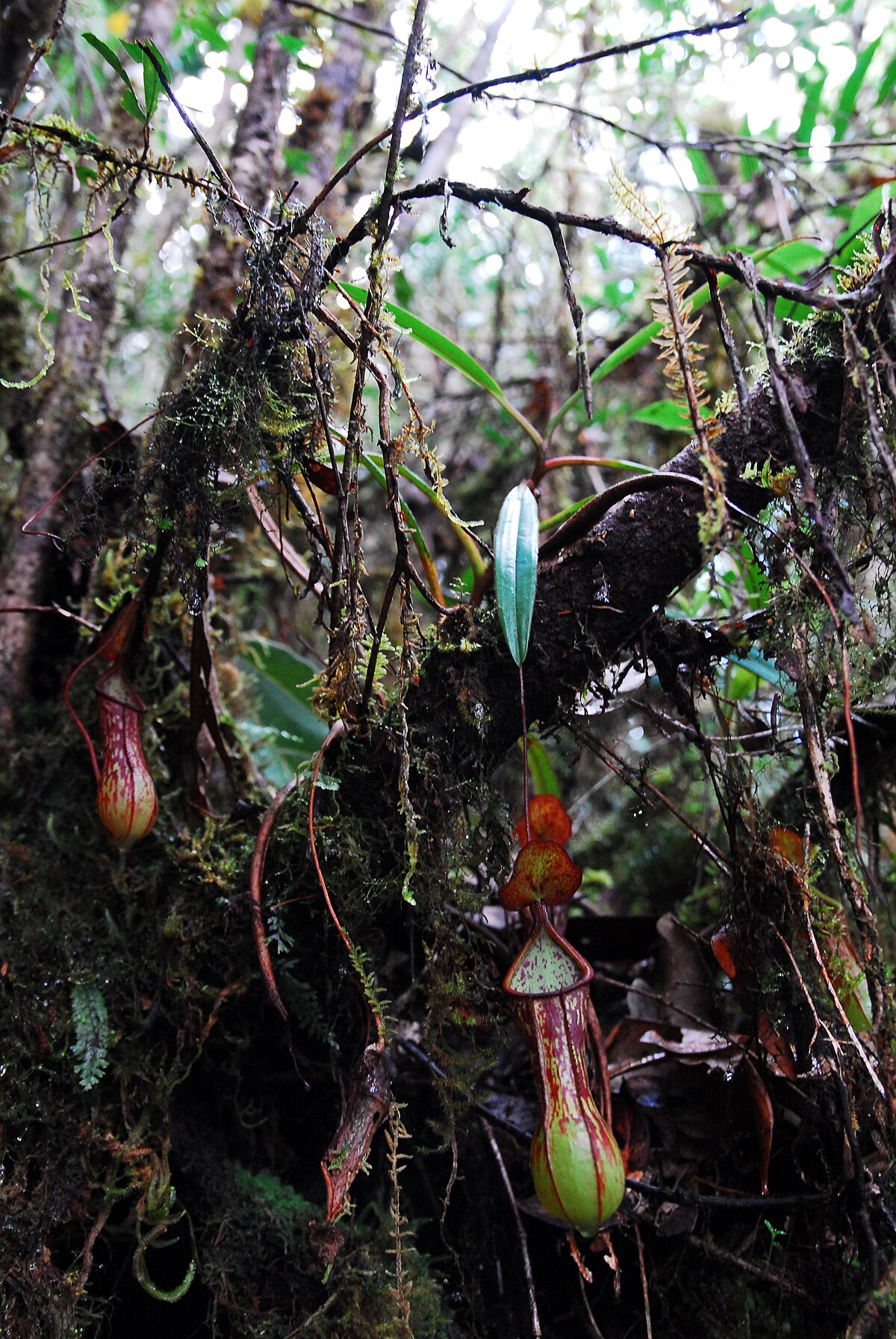 Nepenthes mindanaoensis