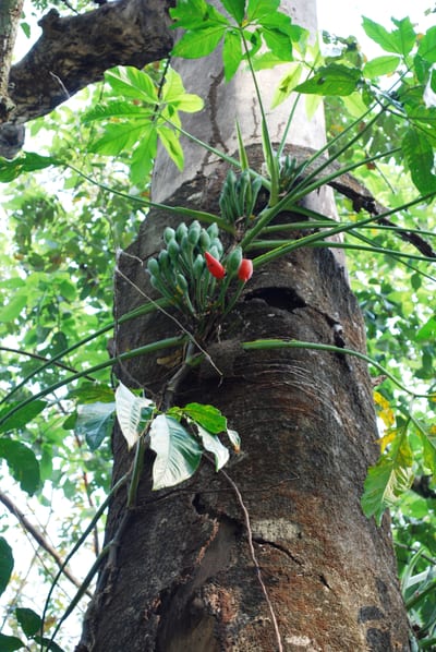 Syngonium
