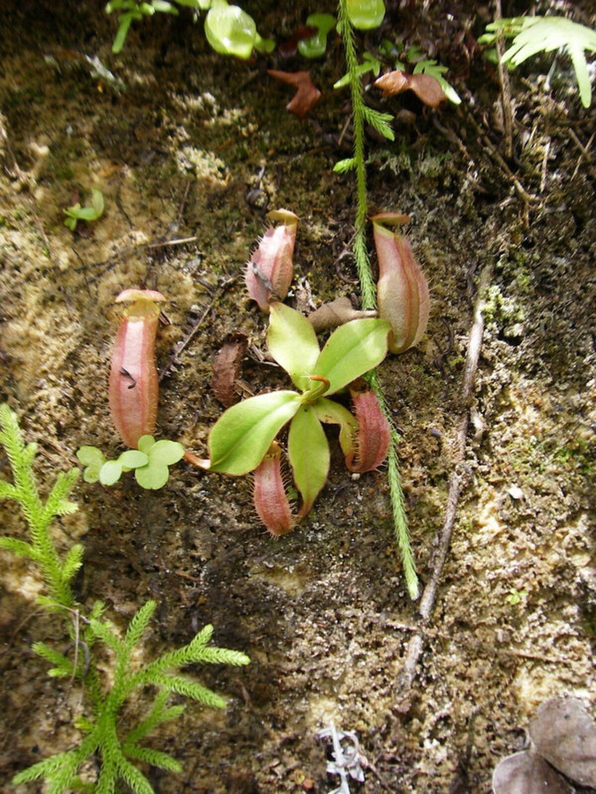 Seedling growing on cliff face