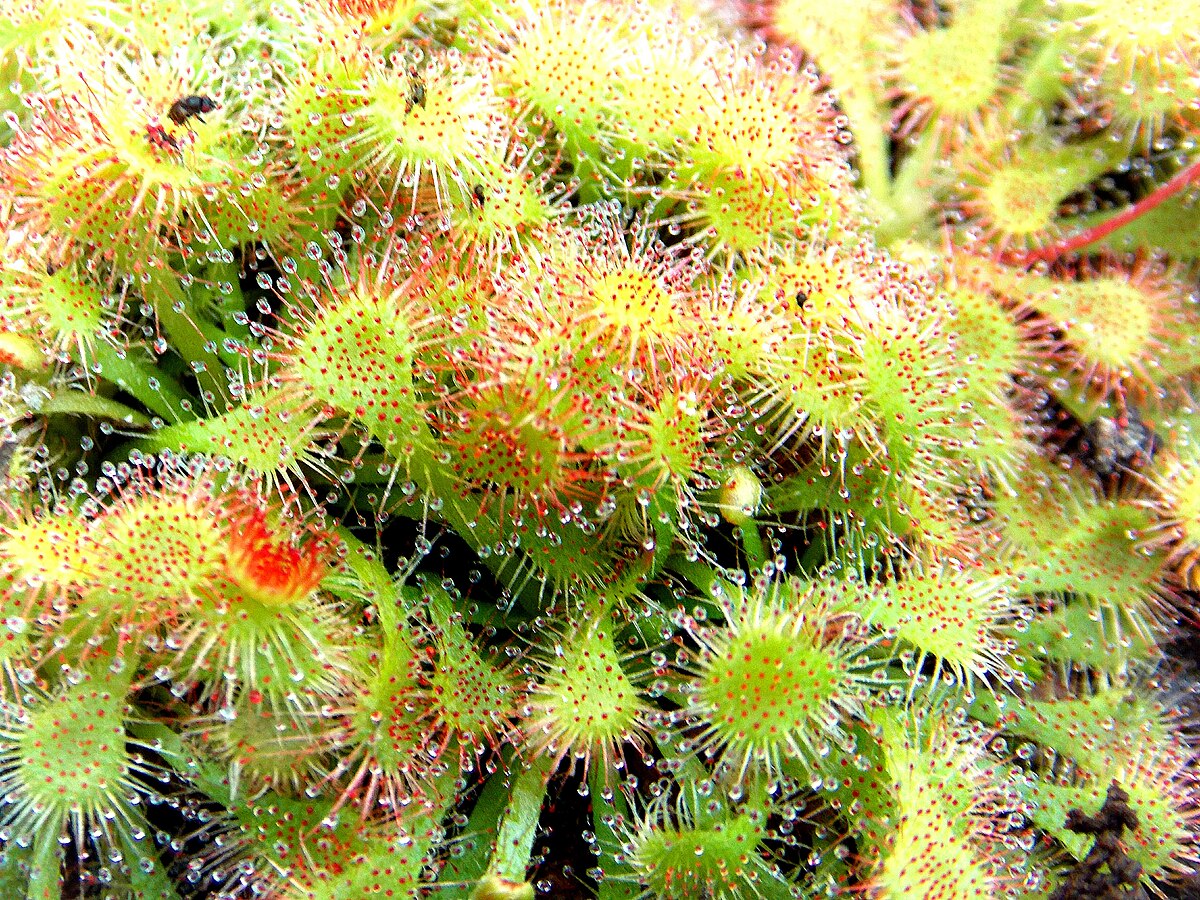 Drosera tokaiensis