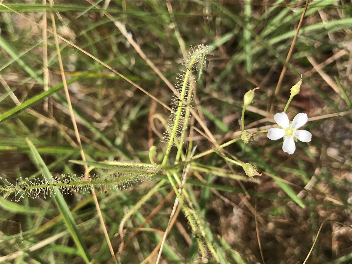 Drosera serpens