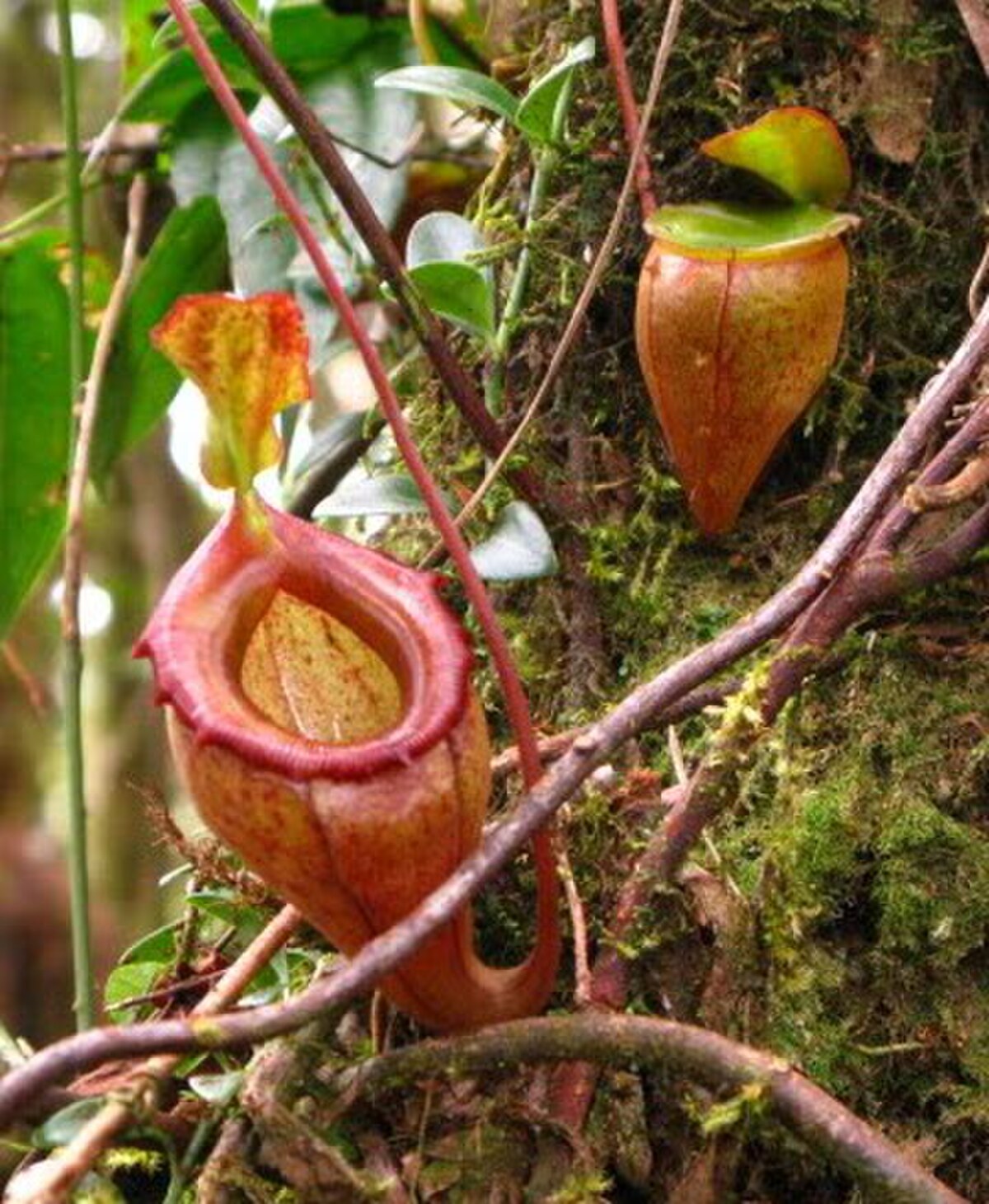Nepenthes Flava