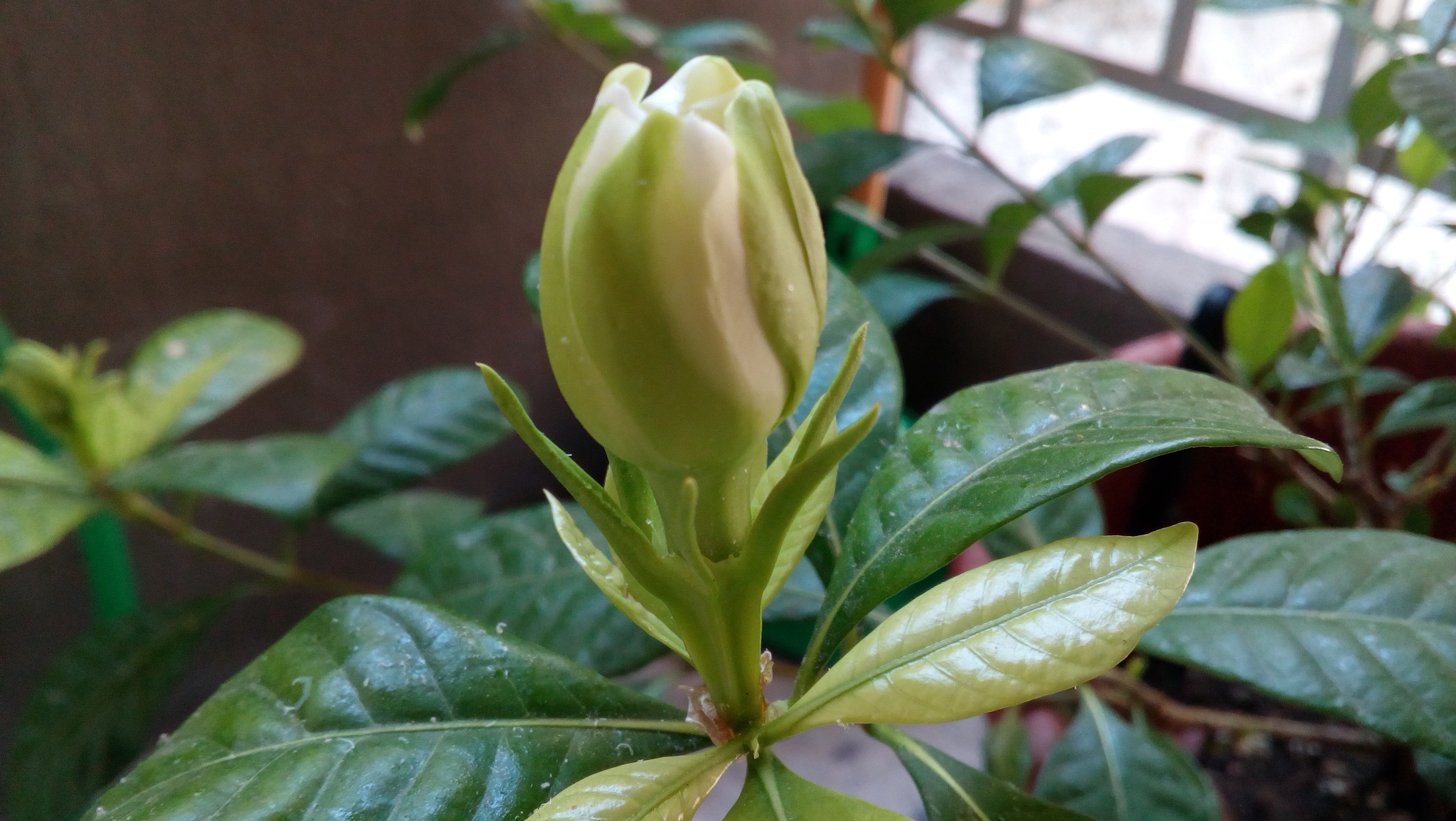 Gardenia
