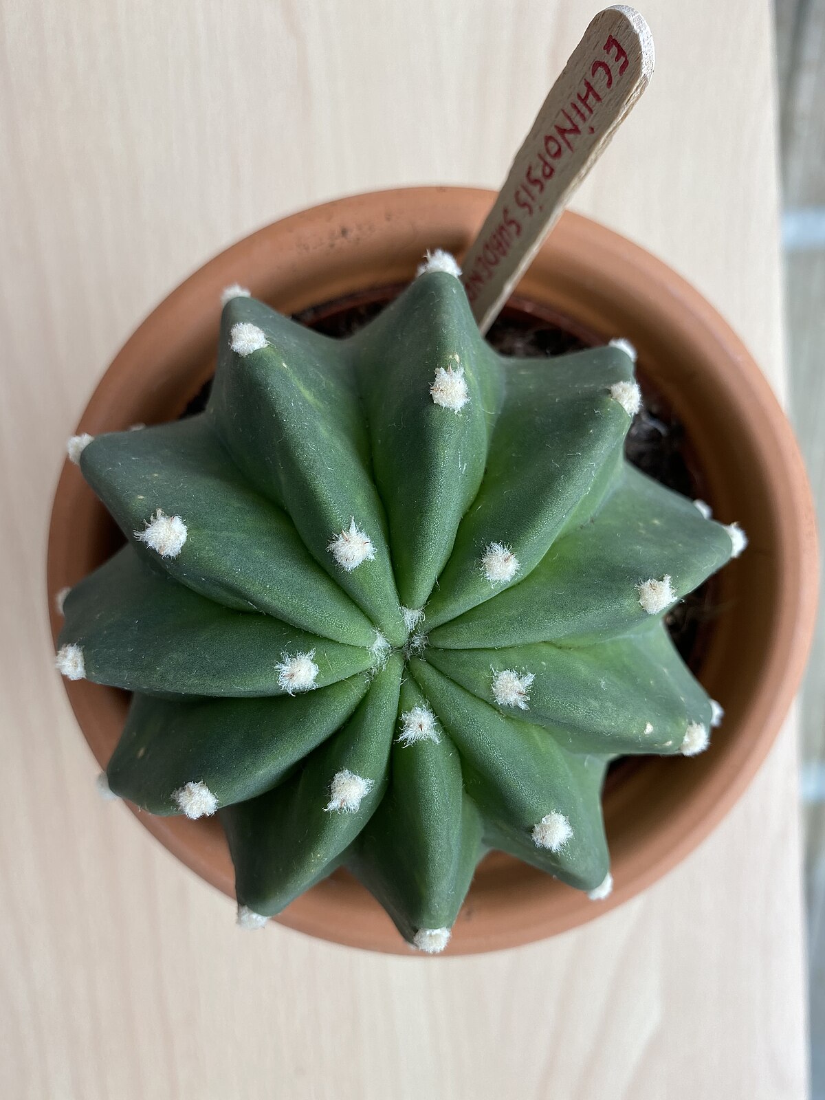 Echinopsis subdenudata