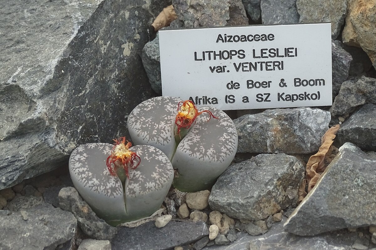 Lithops lesliei
