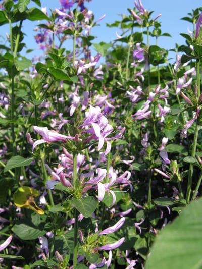 Hypoestes