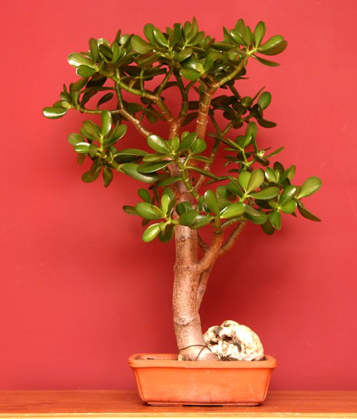 Crassula ovata