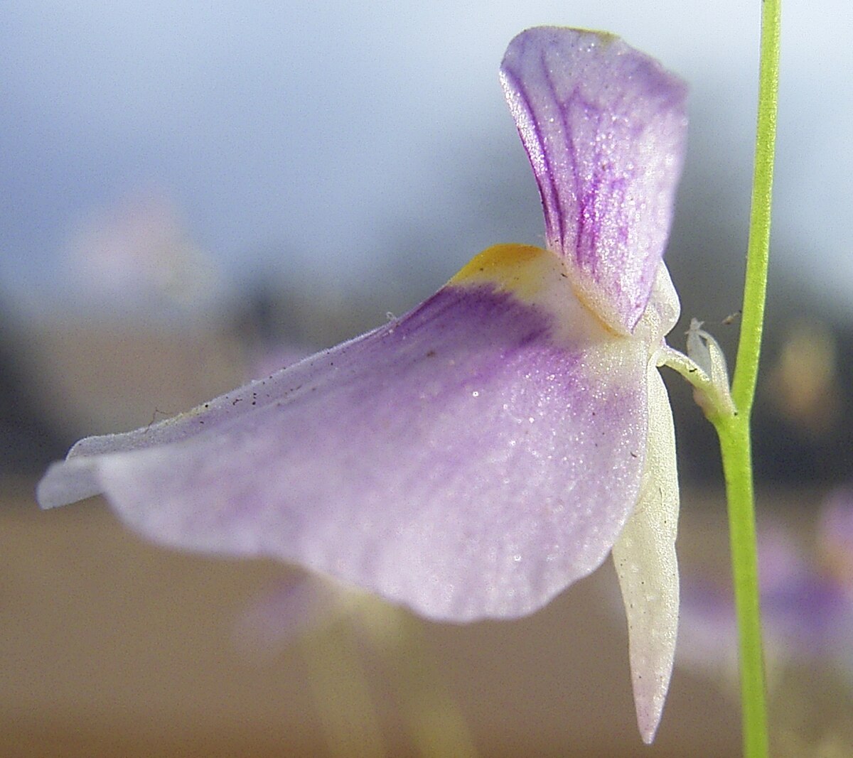 Utricularia blanchetii