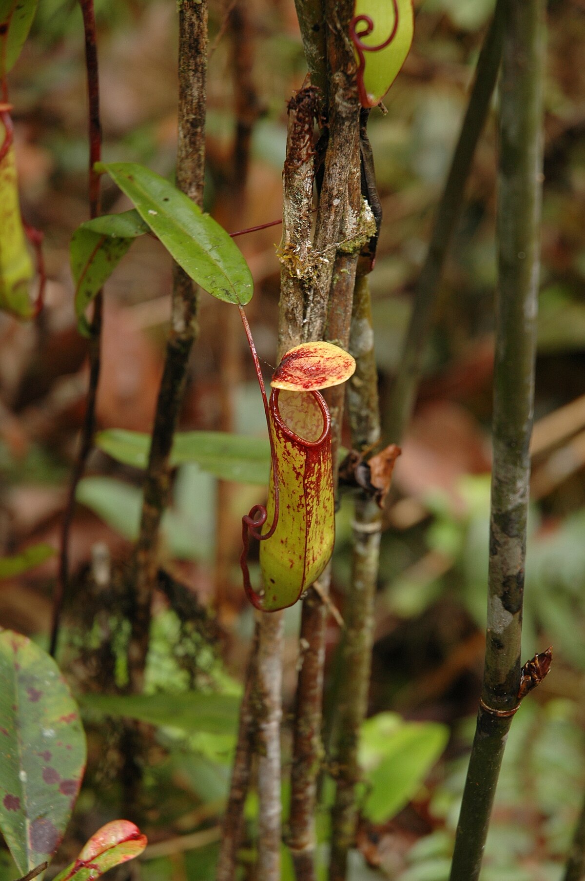 Nepenthes muluensis