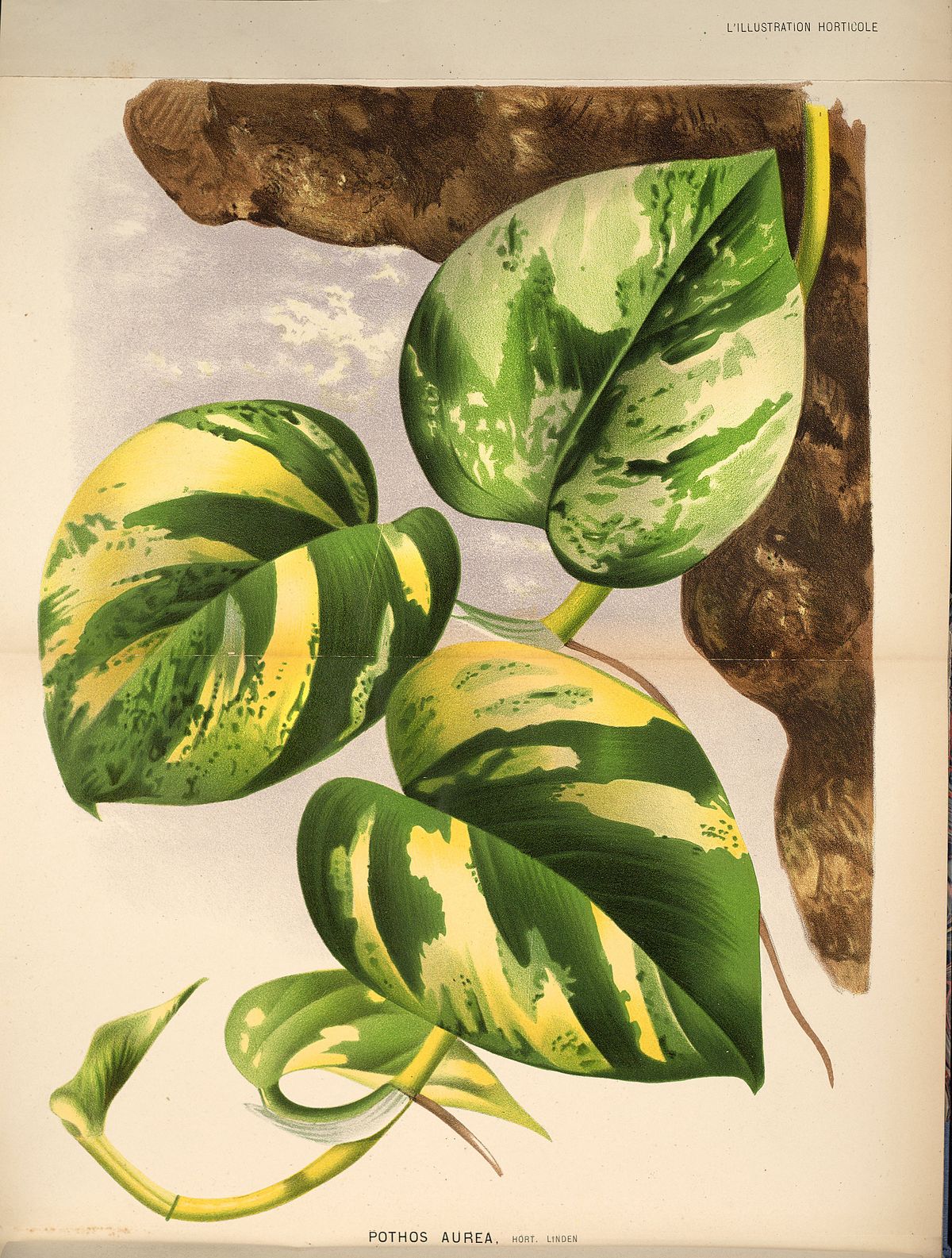 Epipremnum aureum