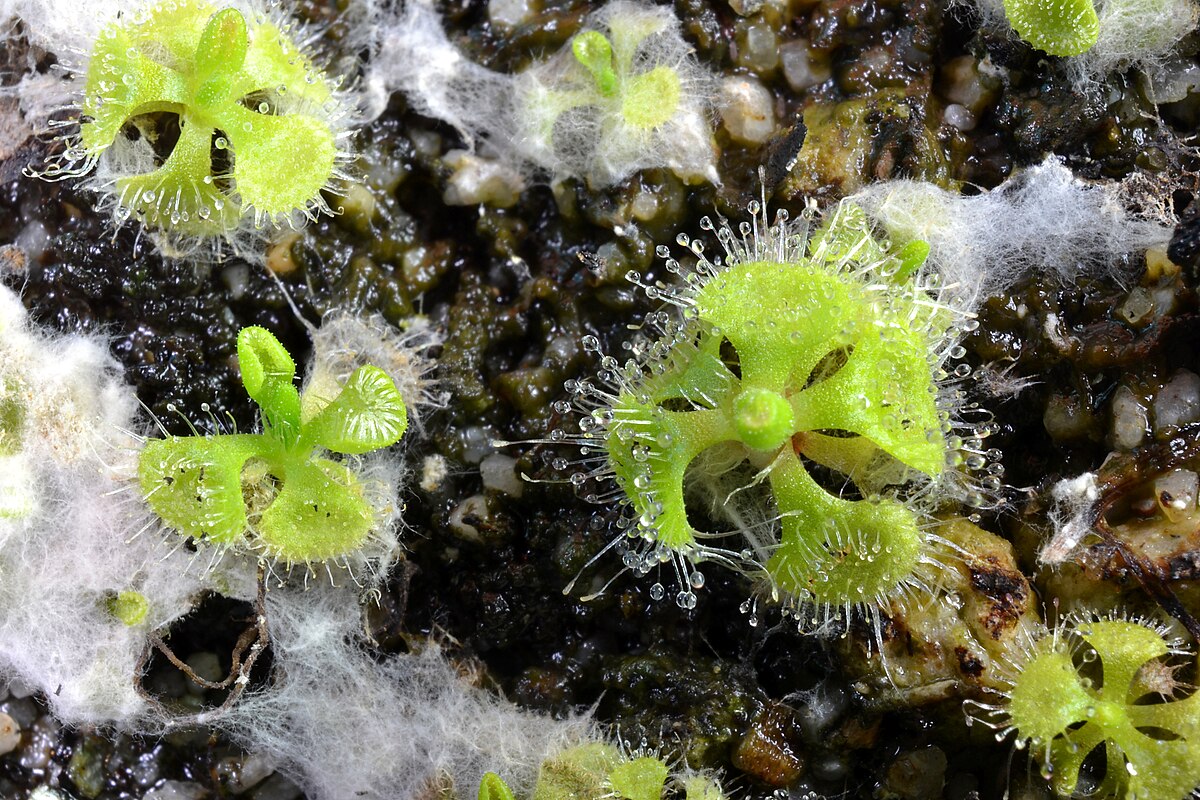 Drosera burmannii