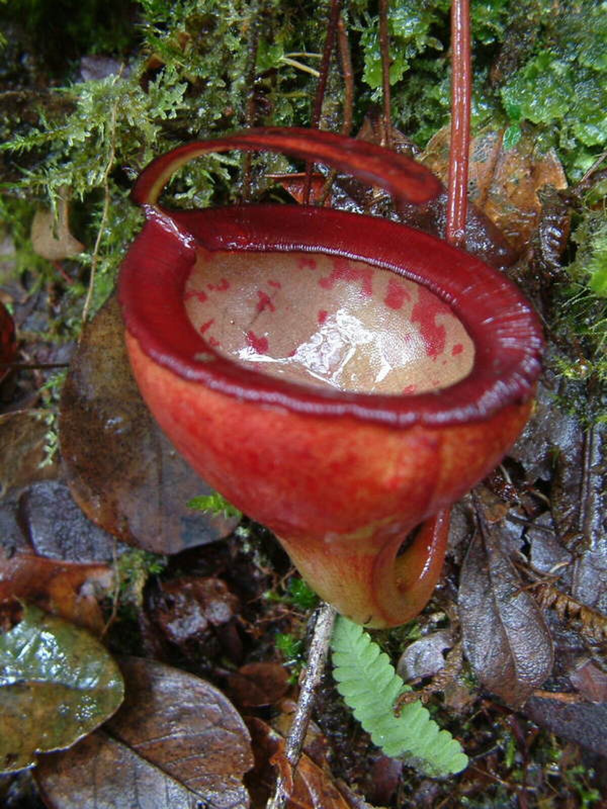 Nepenthes Jamban